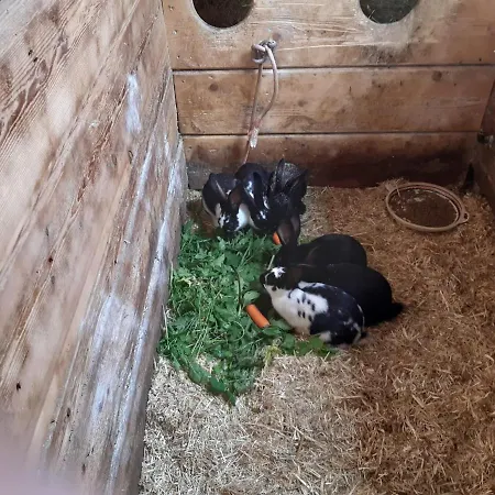 Bauernhuette Niedermaisgut Tatil Evi