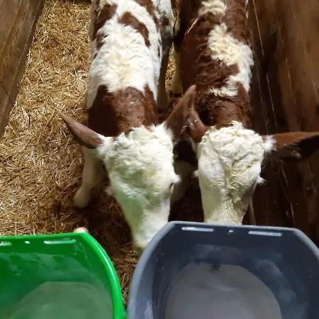 Tatil Evi Bauernhuette Niedermaisgut Eben Im Pongau