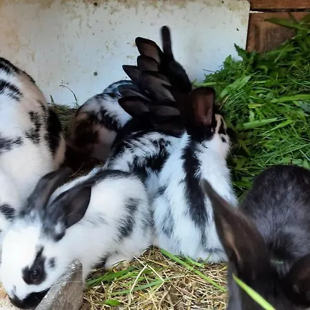 Bauernhuette Niedermaisgut Hébergement de vacances Eben Im Pongau