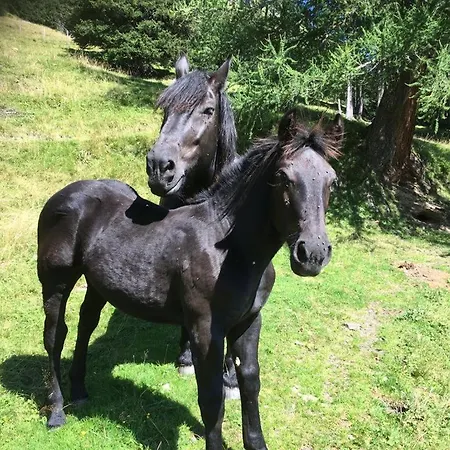 Hébergement de vacances Bauernhuette Niedermaisgut