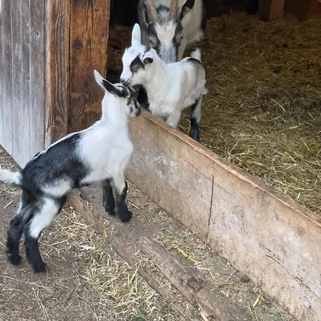 Bauernhuette Niedermaisgut Hébergement de vacances Eben Im Pongau