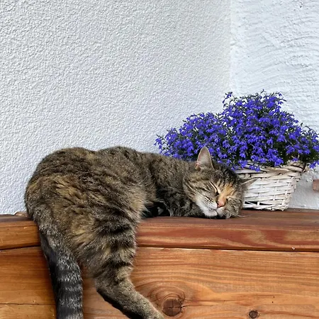 Ferienhaus Bauernhütte Niedermaisgut