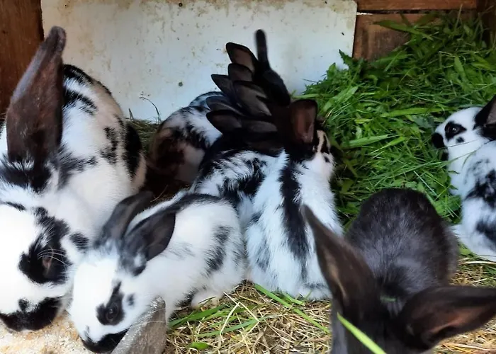 Bauernhuette Niedermaisgut 別荘 エーベン・イム・ポンガウ